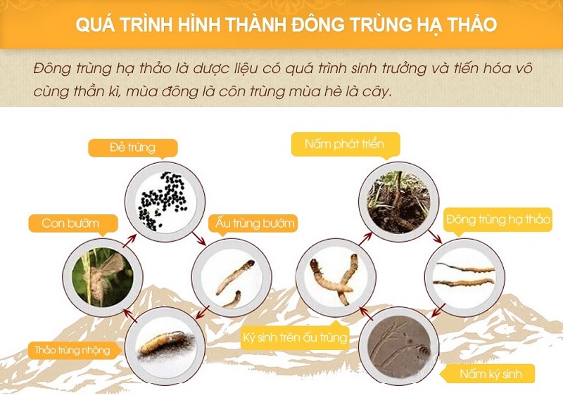 máy sấy đông trùng hạ thảo