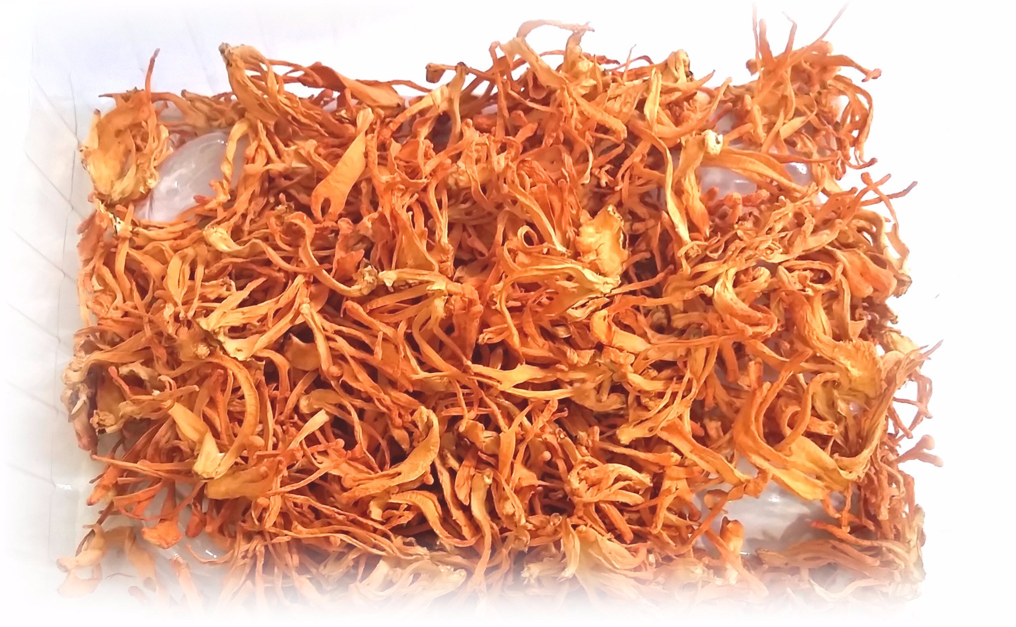 Máy sấy dược liệu