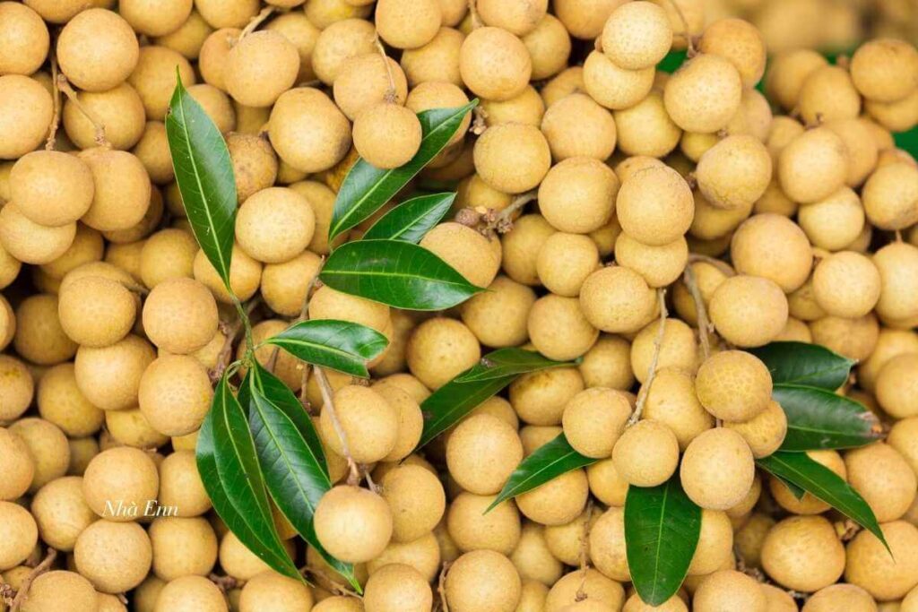nhiệt độ sấy long nhãn